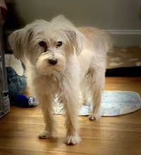 Poppy - Photo 1