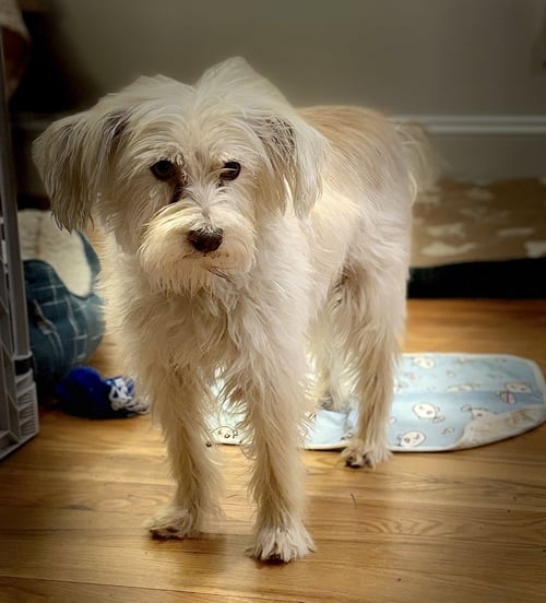POPPY - Terrier available for adoption