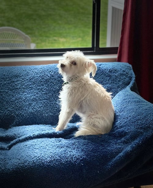 POPPY - Terrier available for adoption