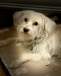 Poppy - Photo 3