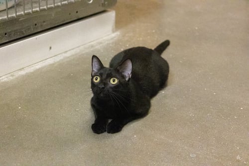 POSH - Domestic Short Hair available for adoption