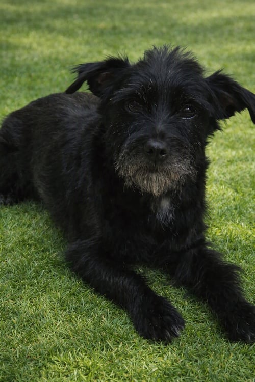 WALNUT - Maltese / Terrier available for adoption