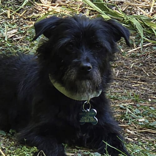 WALNUT - Maltese / Terrier available for adoption