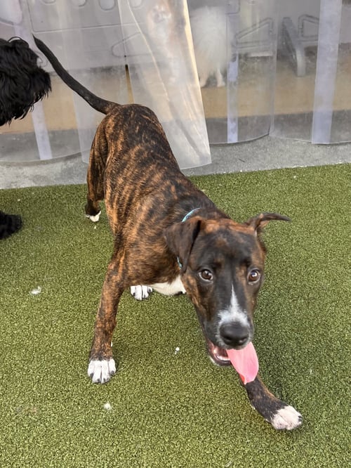 TIKI - Plott Hound available for adoption