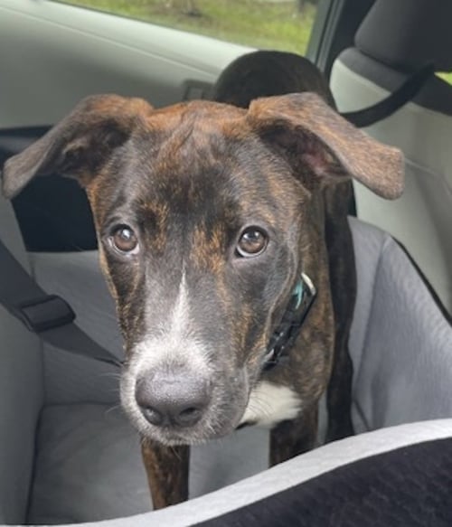 TIKI - Plott Hound available for adoption