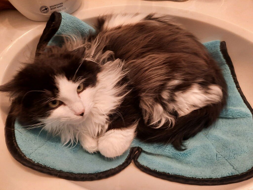 HERSCHEL - Domestic Medium Hair for adoption in Cary