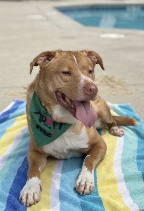 HERBIE - Labrador Retriever / Pit Bull Terrier available for adoption