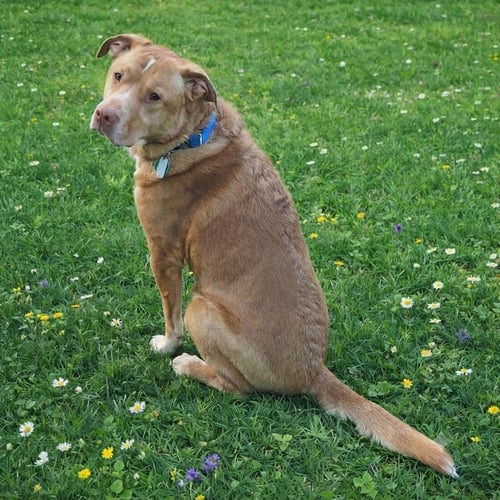 HERBIE - Labrador Retriever / Pit Bull Terrier available for adoption
