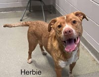 Herbie - Photo 8