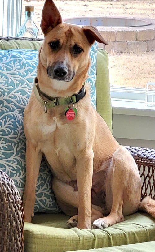 WINNIE - Shepherd / Hound available for adoption
