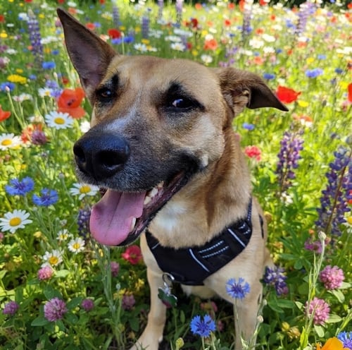 WINNIE - Shepherd / Hound available for adoption