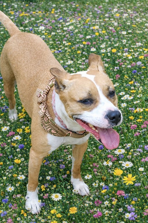 Lyla Image
