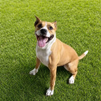 Lyla - Photo 4