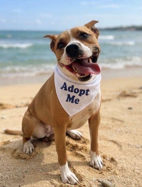 LYLA - Terrier available for adoption