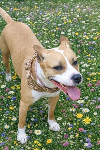 Lyla - Photo 3