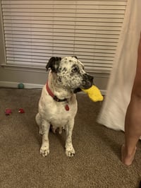 Pointer Poppy - Photo 2