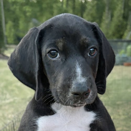 BO - Foxhound / Labrador Retriever for adoption in Cary