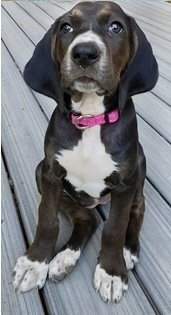 Josie - Photo 2