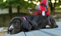 Josie - Photo 3