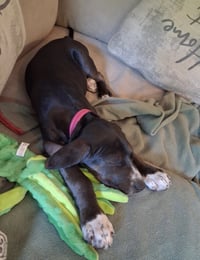 Josie - Photo 4