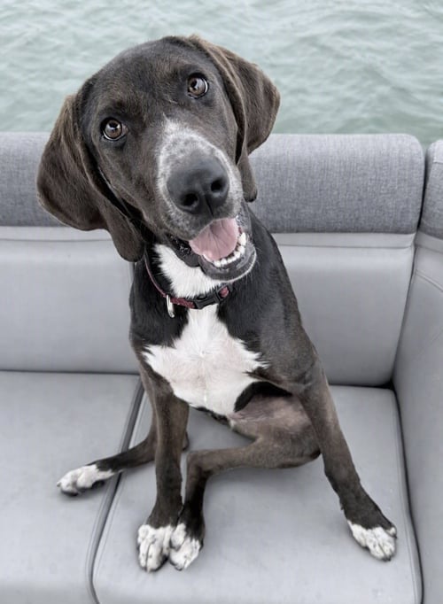 JOSIE - Foxhound available for adoption