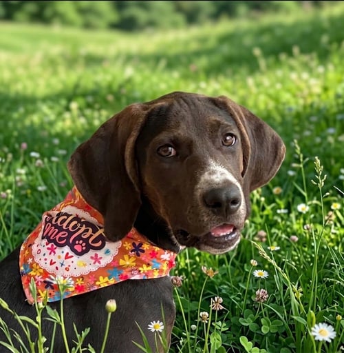 JOSIE - Foxhound available for adoption