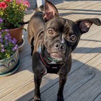Jett - Photo 2