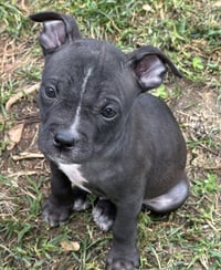 Jett - Photo 4