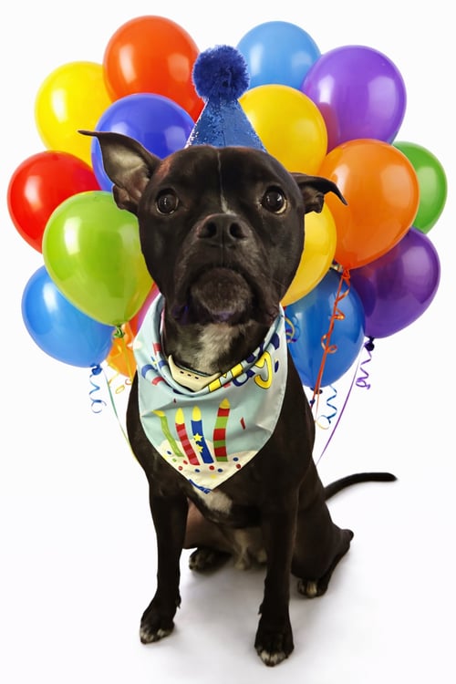 JETT - American Staffordshire Terrier / Boston Terrier available for adoption
