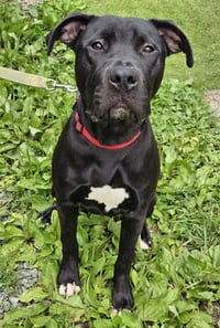 Linus - Photo 5