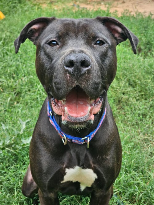 LINUS - Labrador Retriever / Terrier available for adoption