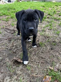 Linus - Photo 6