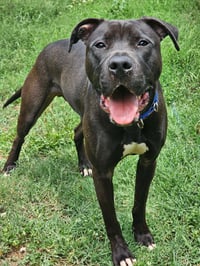 Linus - Photo 2