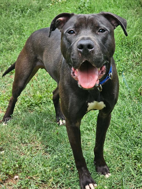 LINUS - Labrador Retriever / Terrier available for adoption