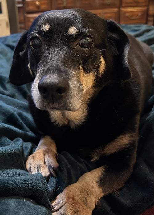 BOO BOO - Dachshund available for adoption