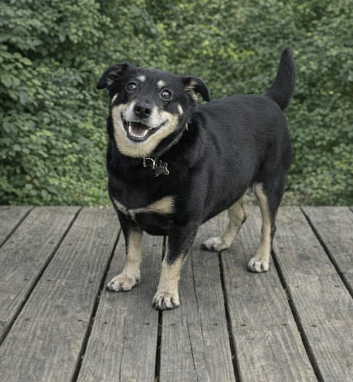 BOO BOO - Dachshund available for adoption