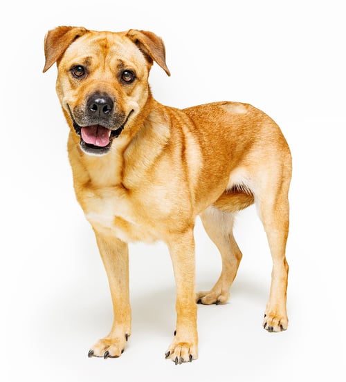 HONEY - Terrier / Hound available for adoption