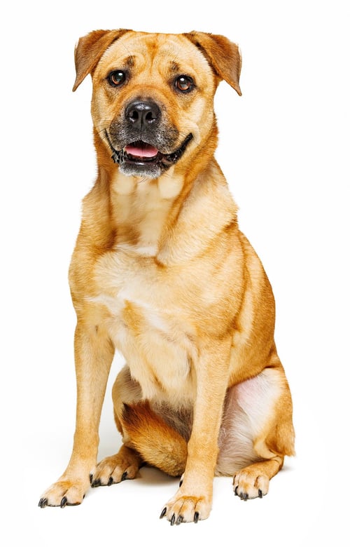 HONEY - Terrier / Hound available for adoption