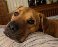 Honey - Photo 7