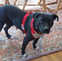 Ruby - Photo 2