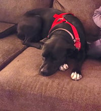 Ruby - Photo 3