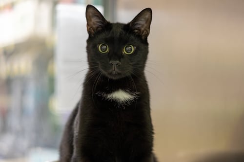 GLITCH & GROMMET - Domestic Short Hair available for adoption