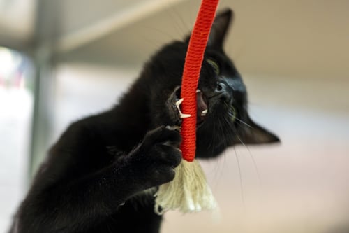 GLITCH & GROMMET - Domestic Short Hair available for adoption