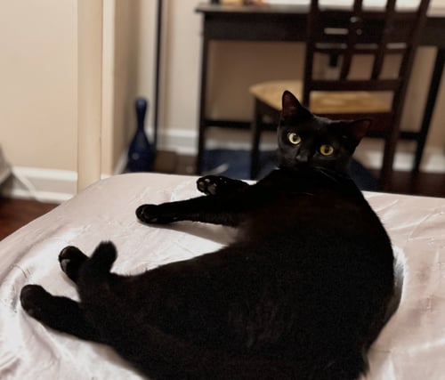 LOISA - Domestic Short Hair available for adoption