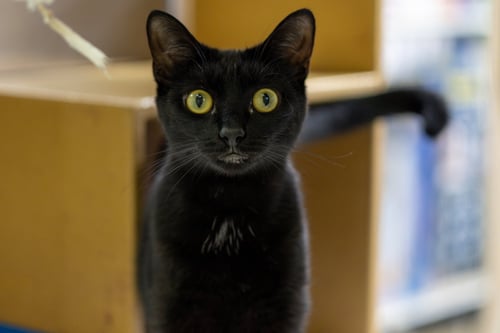 LOISA - Domestic Short Hair available for adoption
