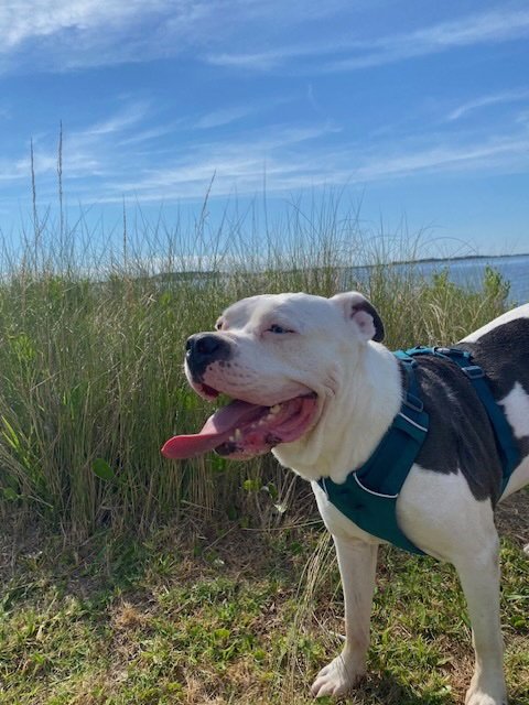 PLUTO - American Bulldog / Pit Bull Terrier available for adoption