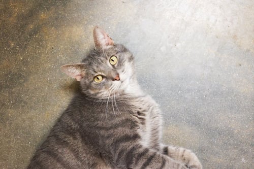 CHURCH - Domestic Short Hair available for adoption