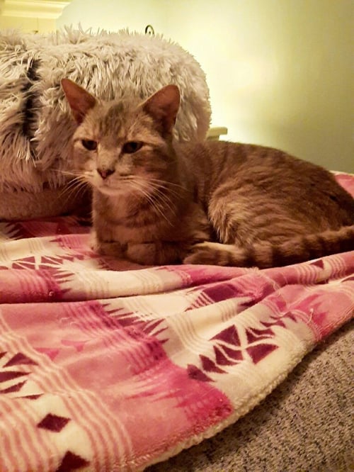 CHURCH - Domestic Short Hair available for adoption