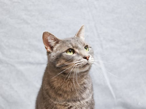 CHURCH - Domestic Short Hair available for adoption