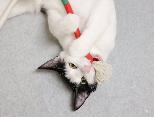 FW - Domestic Short Hair available for adoption